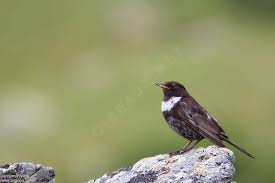 Image result for Turdus torquatus