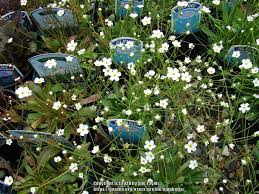 Attēlu rezultāti vaicājumam “Androsace septentrionalis”