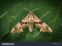 Attēlu rezultāti vaicājumam “Mimas tiliae”