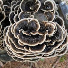 Attēlu rezultāti vaicājumam “Trametes versicolor”