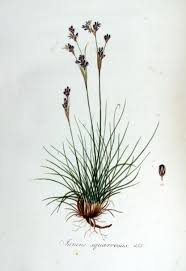 Attēlu rezultāti vaicājumam “Juncus squarrosus”