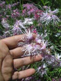 Image result for Dianthus superbus