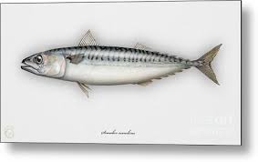 Image result for Scomber scombrus