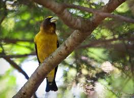 Attēlu rezultāti vaicājumam “Coccothraustes coccothraustes adult”