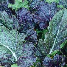 Attēlu rezultāti vaicājumam “Mamestra brassicae exuvia”