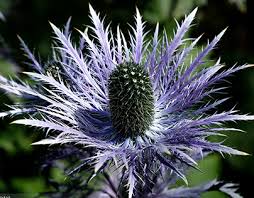 Image result for Alpendistel