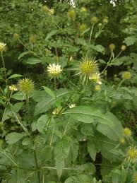 Image result for Dipsacus pilosus