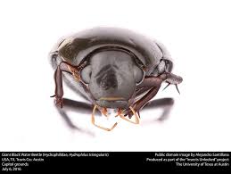 Attēlu rezultāti vaicājumam “Hydrophilidae”