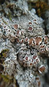 Attēlu rezultāti vaicājumam “Lecanora allophana”