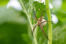 Attēlu rezultāti vaicājumam “Pisaura mirabilis female”