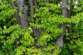 Attēlu rezultāti vaicājumam “Populus x lettland”