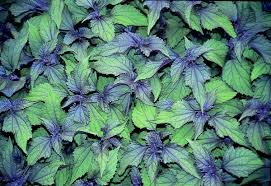 Attēlu rezultāti vaicājumam “Oenothera rubricauli leaf”