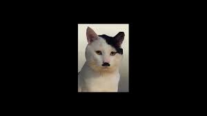 Image result for kitler