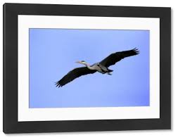 Attēlu rezultāti vaicājumam “Ardea cinerea adult”