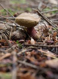 Attēlu rezultāti vaicājumam “Xerocomus pruinatus”