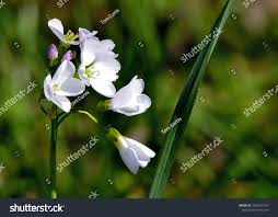 Attēlu rezultāti vaicājumam “Linum catharticum flower”