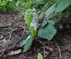 Attēlu rezultāti vaicājumam “Trioza dispar”