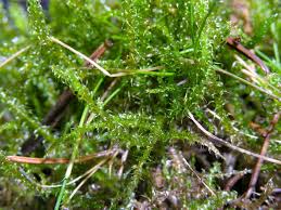 Attēlu rezultāti vaicājumam “Rhytidiadelphus squarrosus”