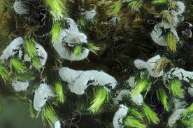 Attēlu rezultāti vaicājumam “Didymium proximum stalked”