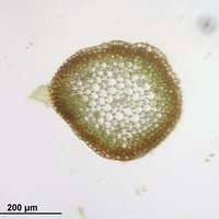 Attēlu rezultāti vaicājumam “Scorpidium cossonii”