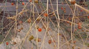 Attēlu rezultāti vaicājumam “Asparagus officinalis fruit”