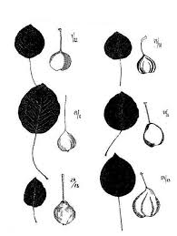 Attēlu rezultāti vaicājumam “Pyrus pyraster leaf”