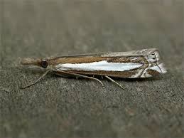 Attēlu rezultāti vaicājumam “Crambus hamella”