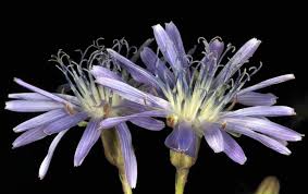 Attēlu rezultāti vaicājumam “Lactuca tatarica flower”