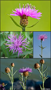 Attēlu rezultāti vaicājumam “Centaurea jacea leaf”
