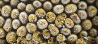 Attēlu rezultāti vaicājumam “Trichia scabra sessile”