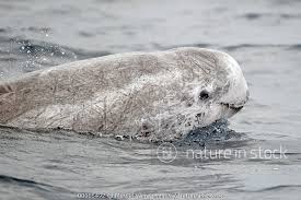 Image result for Grampus griseus