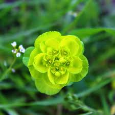 Attēlu rezultāti vaicājumam “Euphorbia helioscopia”