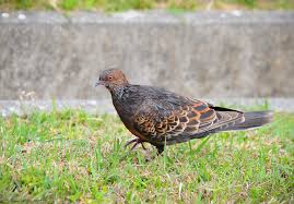 Image result for Streptopelia orientalis