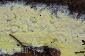 Attēlu rezultāti vaicājumam “Antrodia xantha”