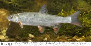 Image result for Chondrostoma nasus