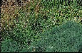 Attēlu rezultāti vaicājumam “Koeleria glauca leaf”