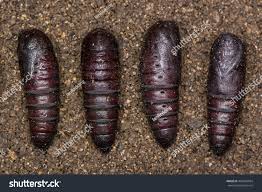 Attēlu rezultāti vaicājumam “Phalera bucephala”