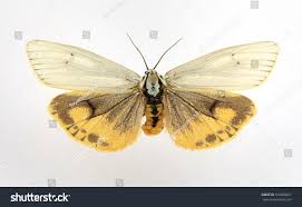 Attēlu rezultāti vaicājumam “Spiris striata”