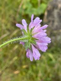 Attēlu rezultāti vaicājumam “Knautia arvensis flower”