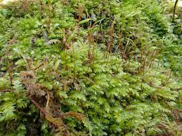 Attēlu rezultāti vaicājumam “Plagiothecium sp.”