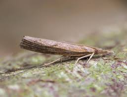 Attēlu rezultāti vaicājumam “Pediasia fascelinella”