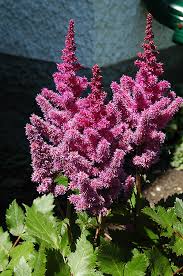 Attēlu rezultāti vaicājumam “Astilbe chinensis leaf”