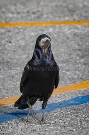 Attēlu rezultāti vaicājumam “Corvus frugilegus adult”