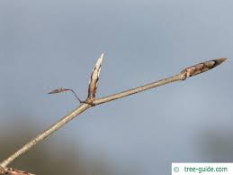 Attēlu rezultāti vaicājumam “Fagus sylvatica fo. laciniata bud”