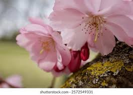 Attēlu rezultāti vaicājumam “Prunus (sakura)”