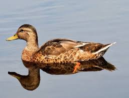 Attēlu rezultāti vaicājumam “Anas platyrhynchos female”