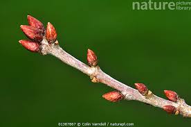 Attēlu rezultāti vaicājumam “Quercus rubra bud”