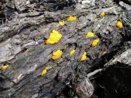 Attēlu rezultāti vaicājumam “Dacrymyces chrysospermus”