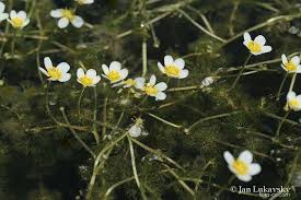 Attēlu rezultāti vaicājumam “Batrachium circinatum”