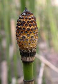 Attēlu rezultāti vaicājumam “Equisetum hyemale”